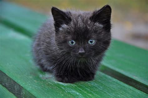 Adorable black kitten | Kittens cutest, Baby cats, Cute baby cats