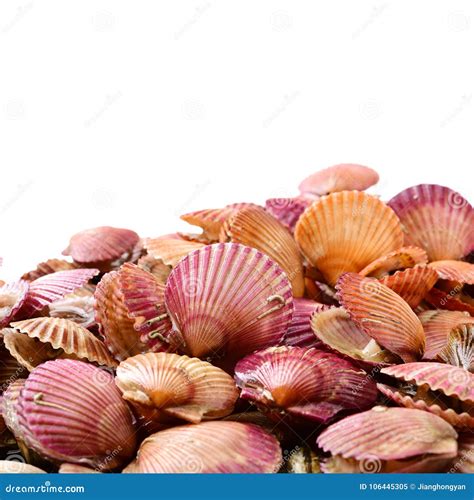 raw scallop shell stock image image  mollusks shoreline
