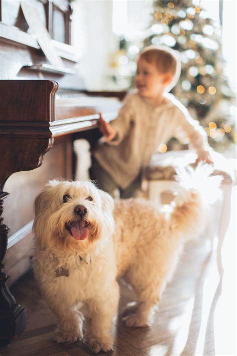 100,000+ Best Family Christmas Photos · 100% Free Download · Pexels Stock Photos