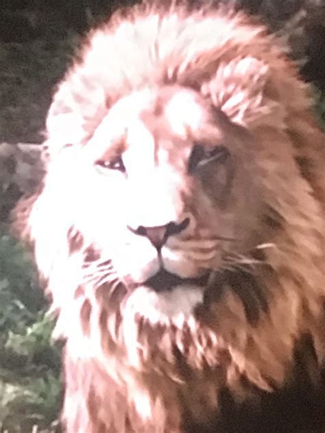 Biglion