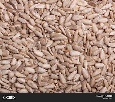 Peeled Sunflower Seeds Image & Photo (Free Trial) | Bigstock