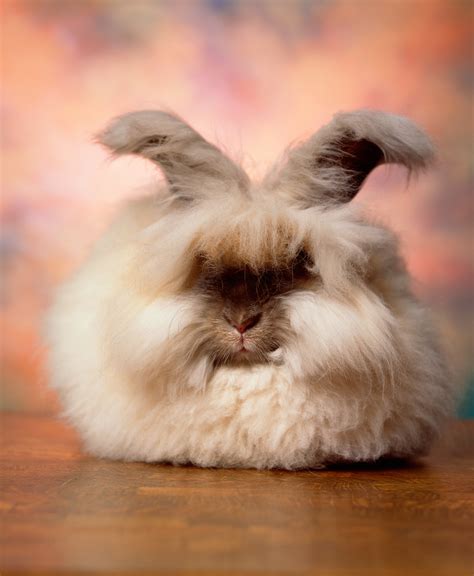 The Cuddly, Fluffy, Surreal World of Angora Show Bunnies - The New York