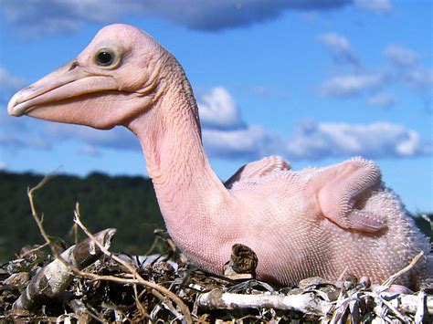 Featherless Peacock