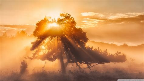 Opiniones de morning sun desambiguacion