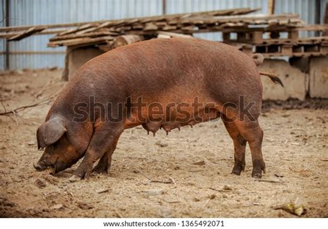Categoría «Duroc jersey breed» de imágenes, fotos de stock e ...