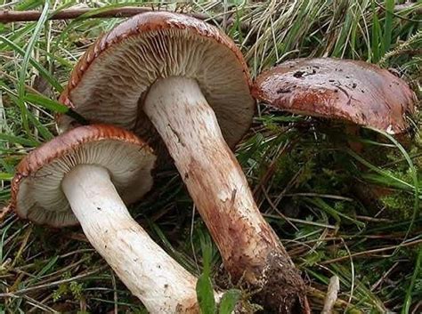 Рядовка бело-коричневая, НЕСЪЕДОБНА !!! | Champignon, Passion