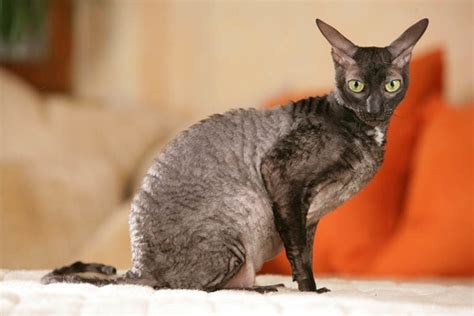 11 Types of Grey and White Cat Breeds: Info, Pictures, Facts & History ...