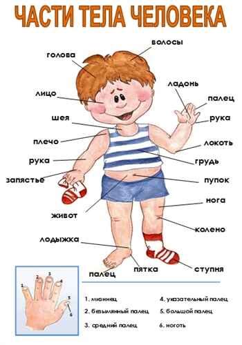 Части тела на английском. Part of the body.