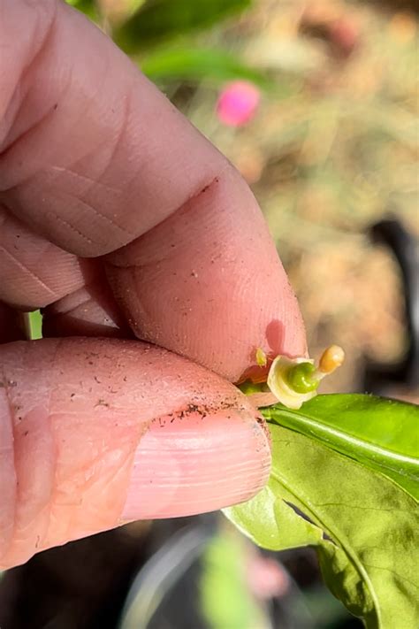 how to get rid of aphids on houseplants