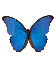 giant blue morpho butterfly brown  wellington