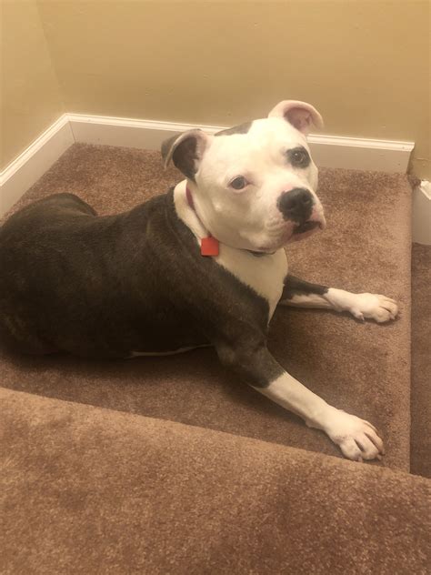 Pin by Amanda Musante on American Bulldog - Stratford Terrier Mix ...