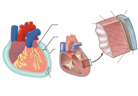 pericardium Diagram | Quizlet