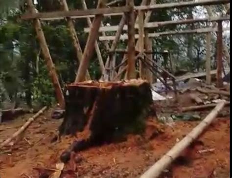 diduga terjadi penebangan liar  kawasan wisata  patengan