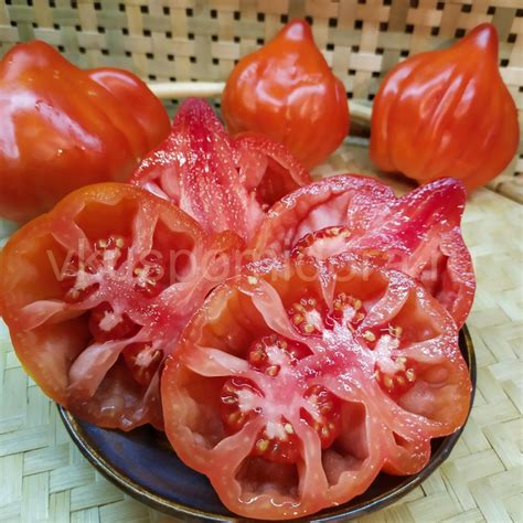 Купить семена томата сорт Скифея (Скифская фея)
