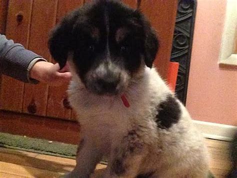Matawan, NJ - Anatolian Shepherd/Husky. Meet Athena a Pet for Adoption ...