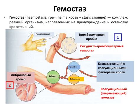 Физиология системы крови. Гемостаз. Лекция № 23 - презентация онлайн