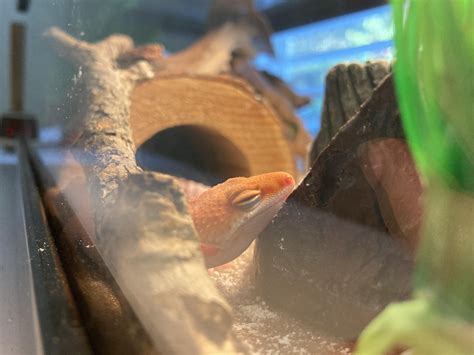 Tango’s awkward sleeping positions : r/leopardgeckos