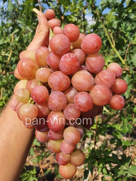 Дынька — pan-vin.com