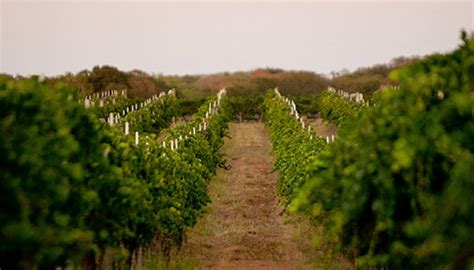 10 Unique Wineries in The Texas Hill Country