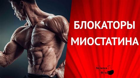 Блокаторы миостатина и рост мышц - YouTube