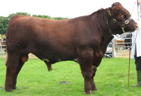 Bull - Wild Life Planet