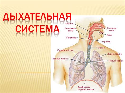 Дыхательная система - online presentation