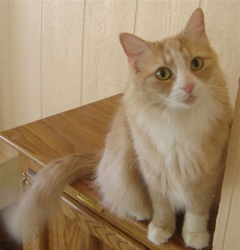 Pin on Bicolor Cat | Bicolor cat, Cats, Animals