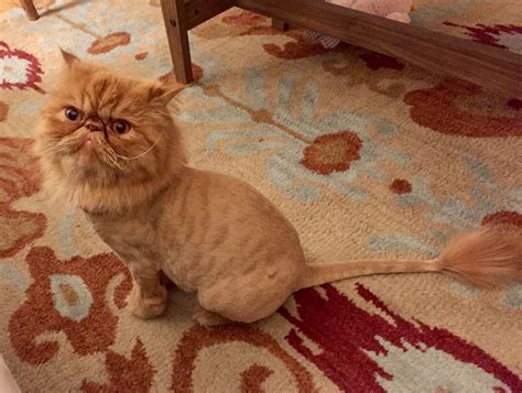 Orange Persian Cat Lion Cut