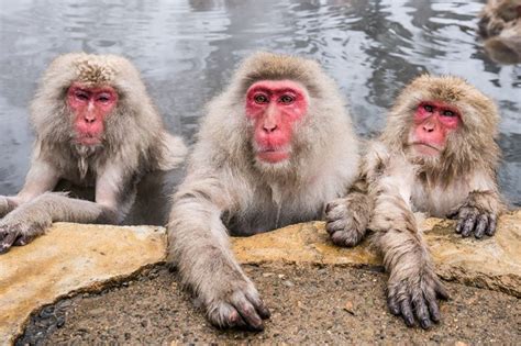 spectacular asian monkey species textbook travel