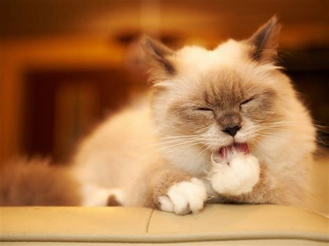 5 вещей, которые кошки не выносят ни при каких условиях - teriola