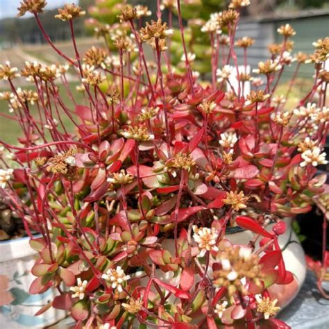crassula pubescens subsp radicans red carpet carpet jade uploaded