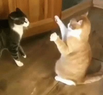 Funny Animal Gifs Part 244 10 Gifs Amazing Creatures - Riset