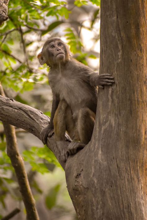 monkey   tree pixahive