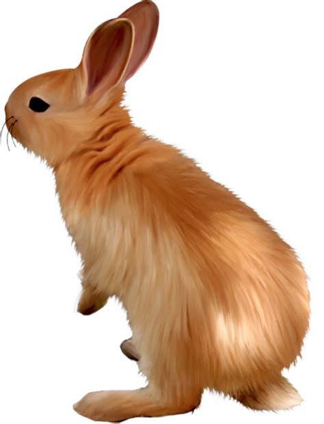 lapins,rabbits