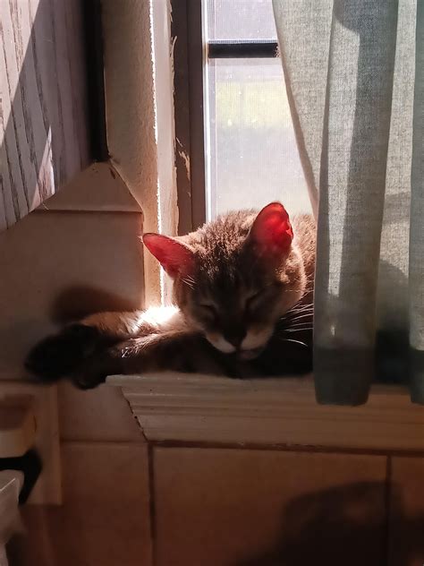 she be eeping : r/cats