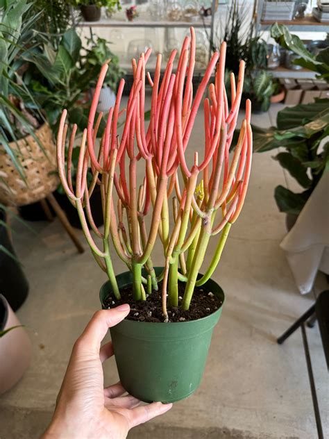 Firesticks | Plant Party