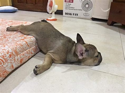 Best Dogs For A Lazy Person at Blair Martin blog