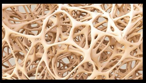 About Bones - Healthy Bones Australia