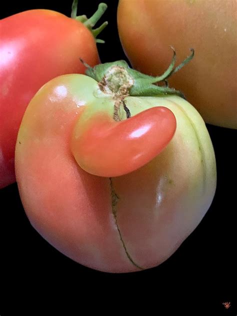 Elegant nose Photograph by Happy Ingenuity - Fine Art America