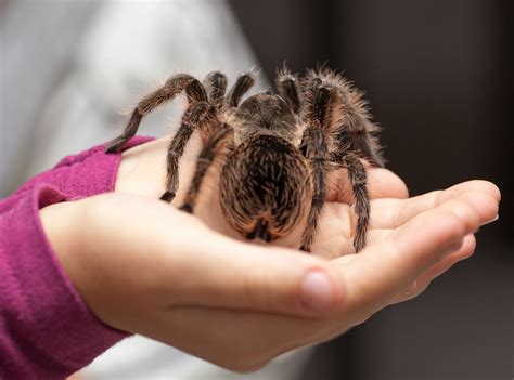tarantula description spider habitat diet size facts britannica