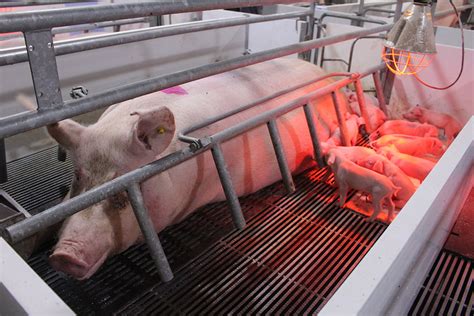 Russia breaks $ 1 billion threshold with pork exports - Pig Progress