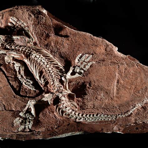 Prehistoric Animal Fossils