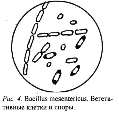 Палочковидные бактерии, извитые и нитчатые