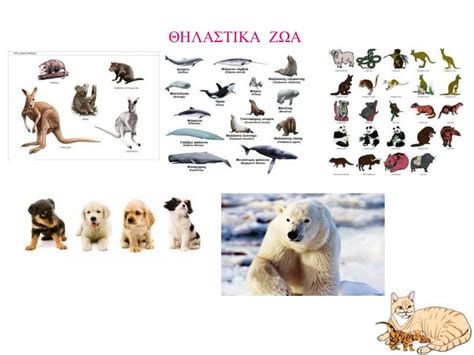 τα ζωα