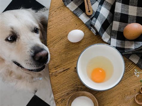 Unleashing the Benefits of Biotin for Dogs-Puainta®