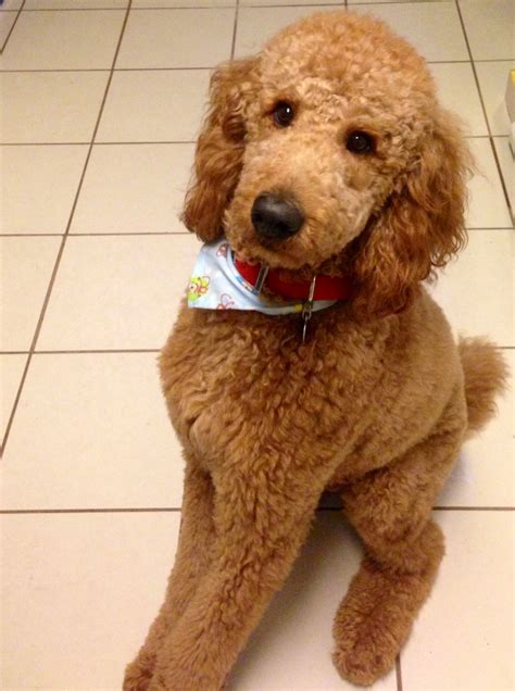 Standard Poodle Teddy Bear Cut