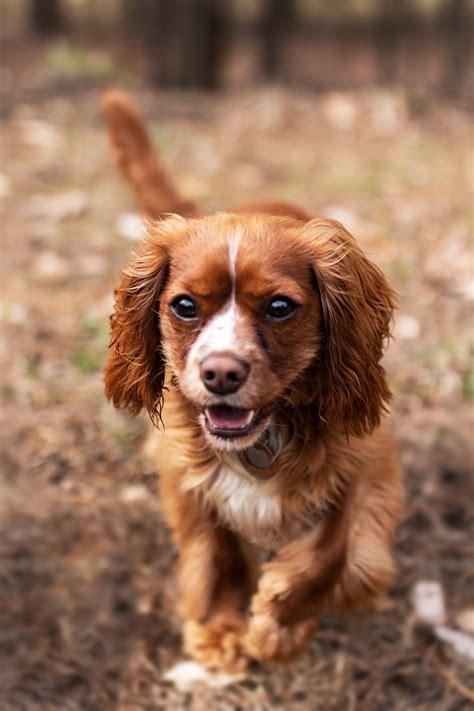 Cavalier King Charles Spaniel Size Guide: How Big Do Cavaliers Get