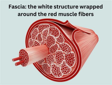 surprising facts  fascia  health