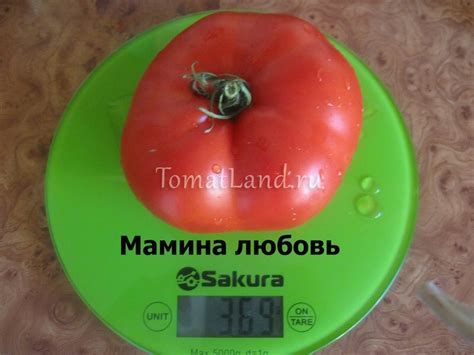 Томат Мамина любовь: описание сорта, ОТЗЫВЫ (6), фото