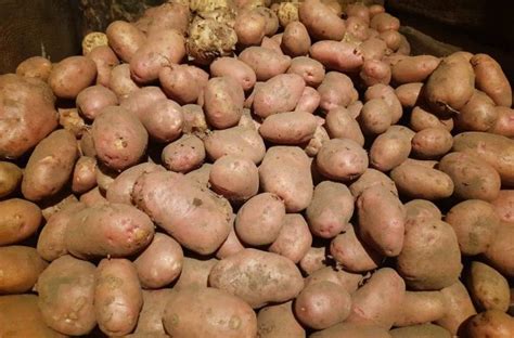 Секретное средство опытных огородников для выращивания картофеля ...